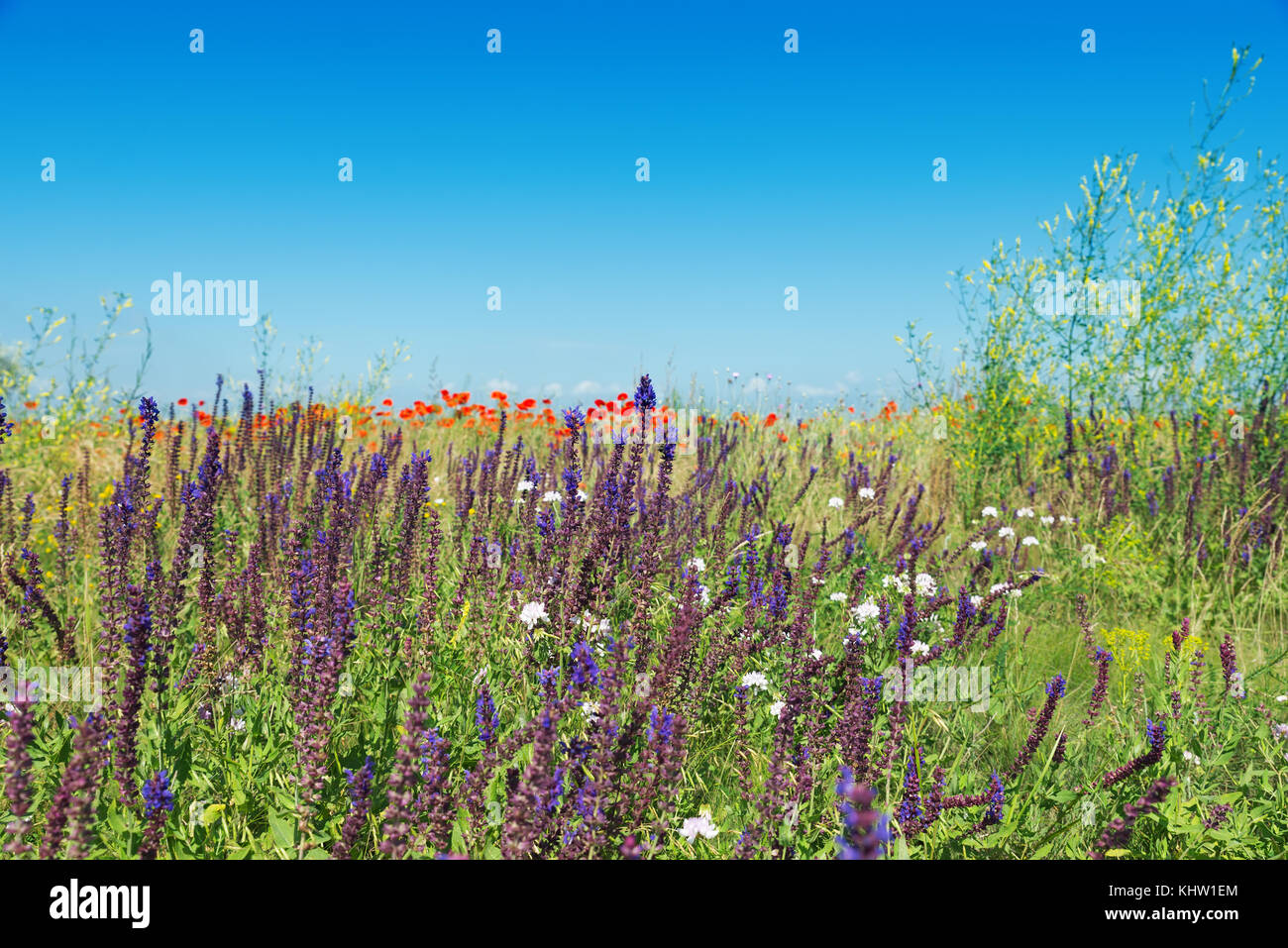 Estate fiore nel verde paesaggio e profondo cielo blu Foto Stock