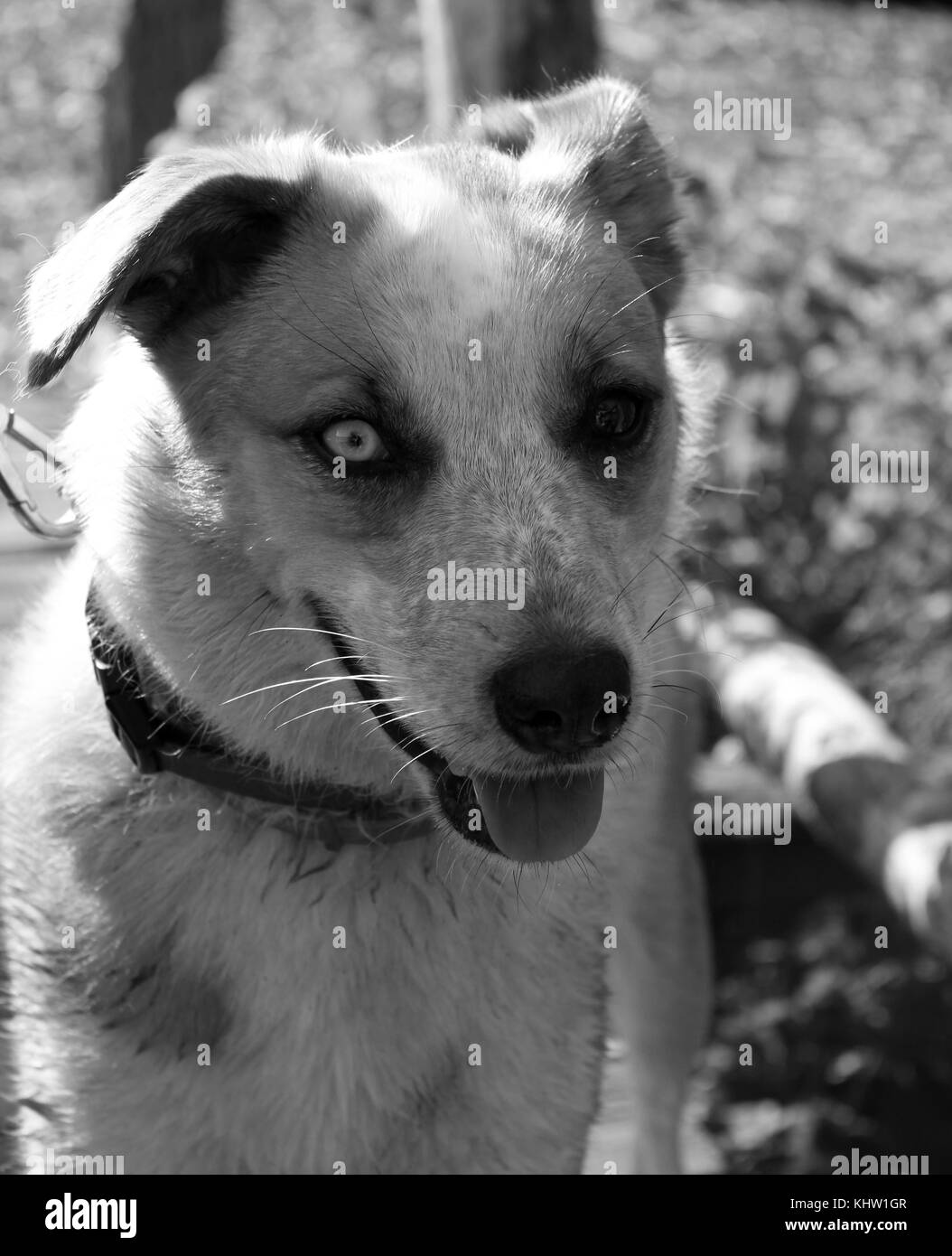 Husky Australian Shepherd mix cane con un occhio azzurro e un occhio marrone da vicino Foto Stock