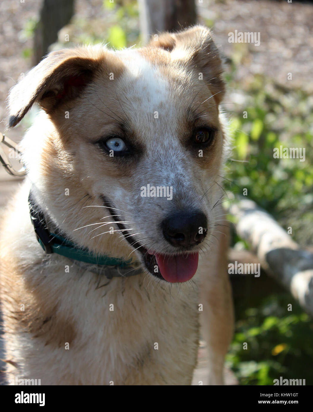 Husky Australian Shepherd mix cane con un occhio azzurro e un occhio marrone da vicino Foto Stock