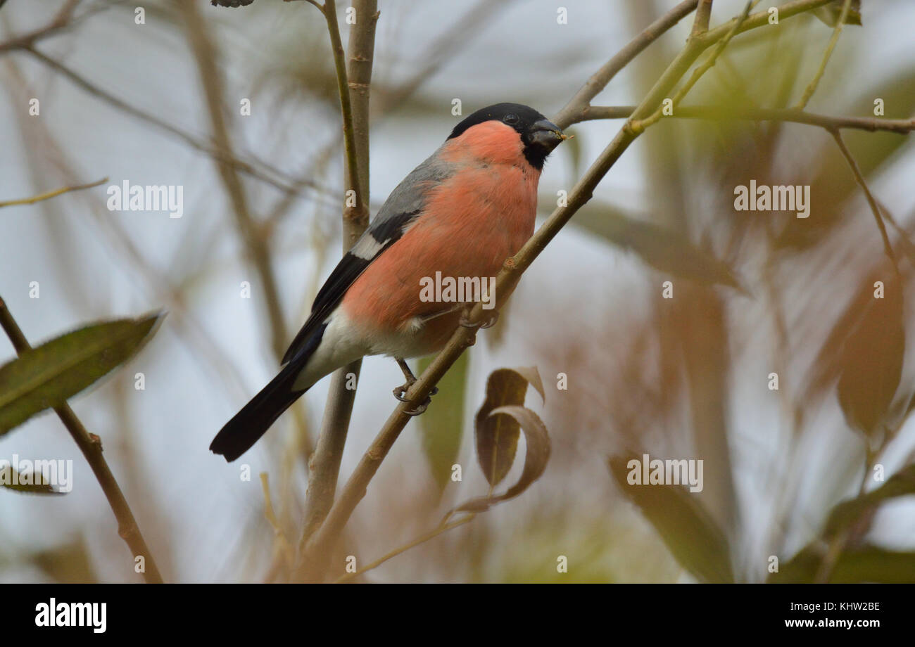 Bullfinch maschio in un salice Foto Stock