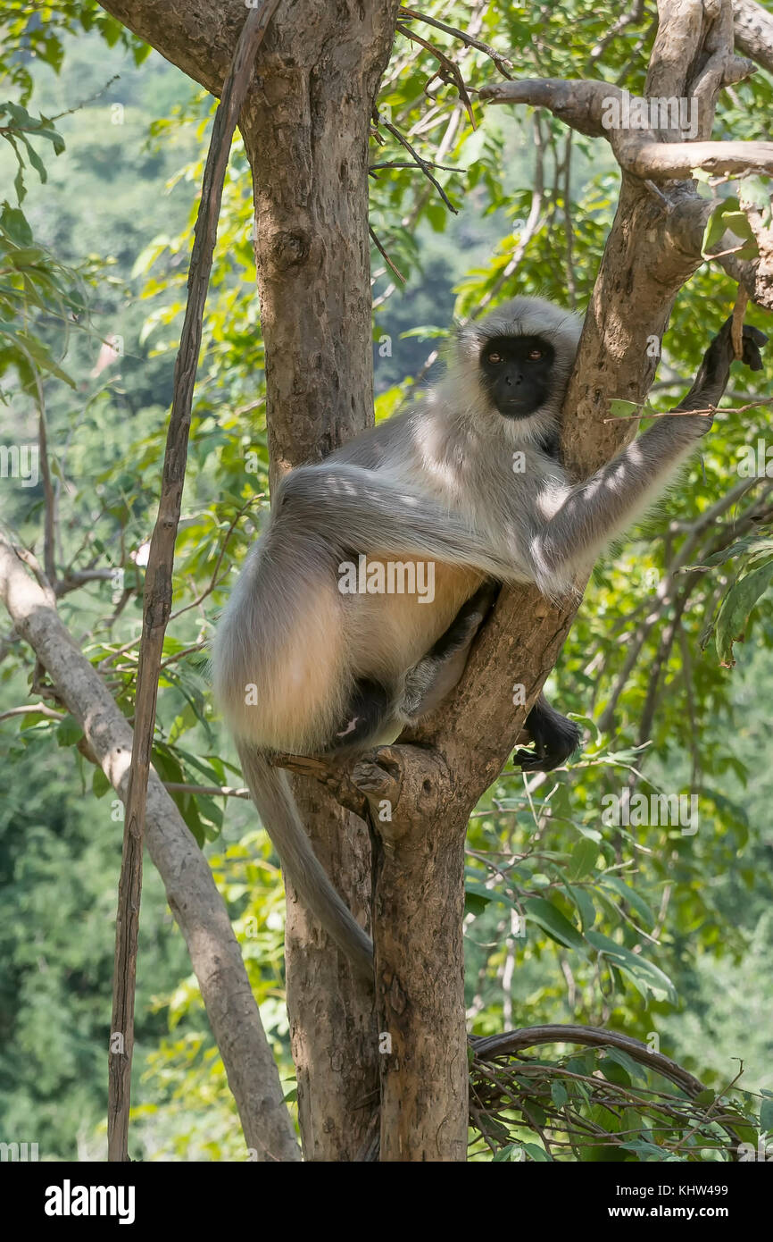 Langur monkey su un albero in Rajasthan, India Foto Stock