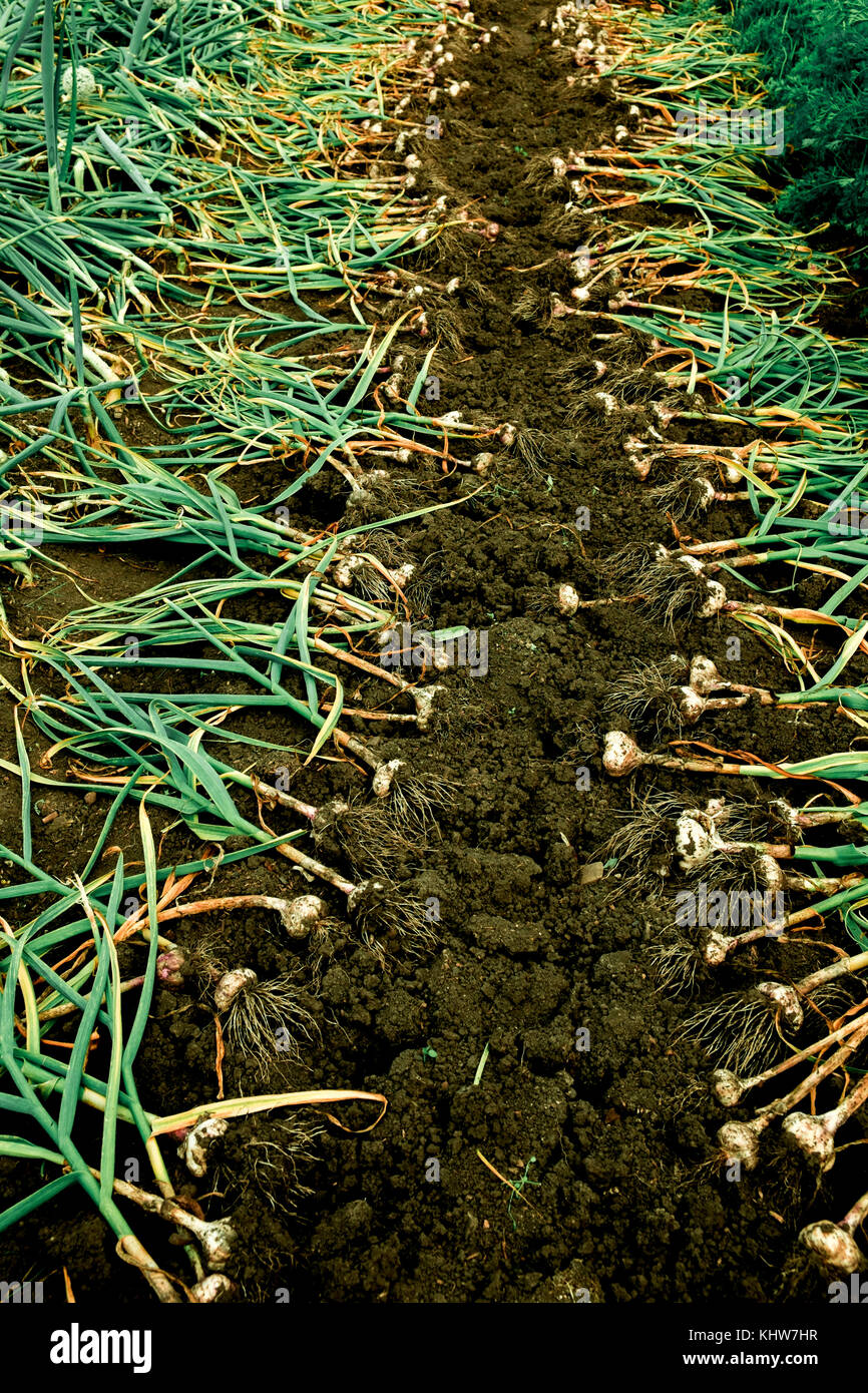 Appena raccolto le cipolle, Ural, Sverdlovsk, Russia, Europa Foto Stock