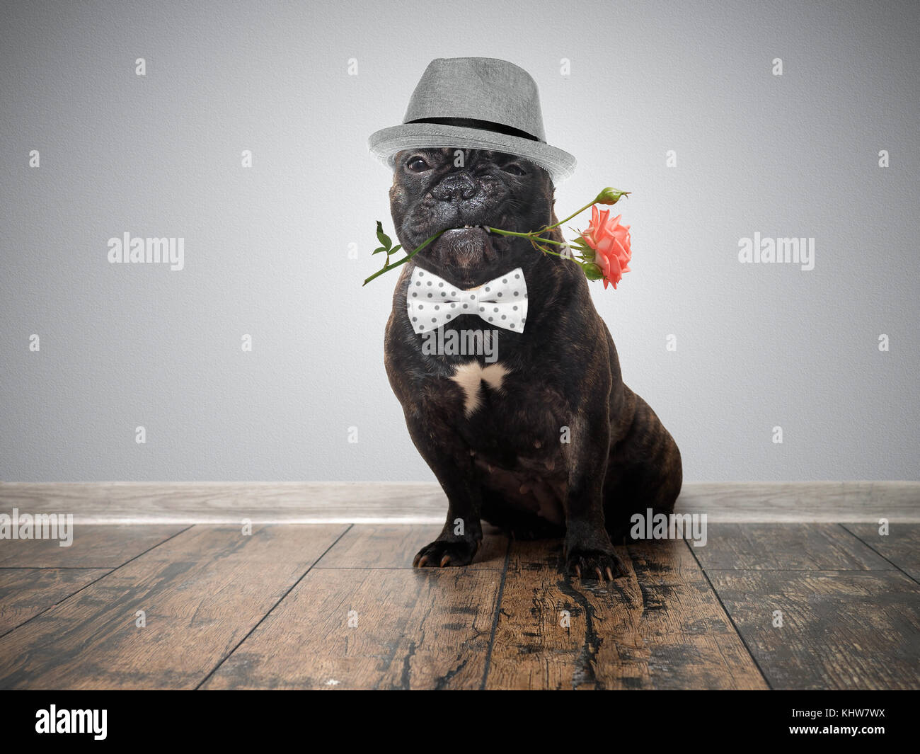 Divertente cane con un fiore nella sua bocca Foto stock - Alamy