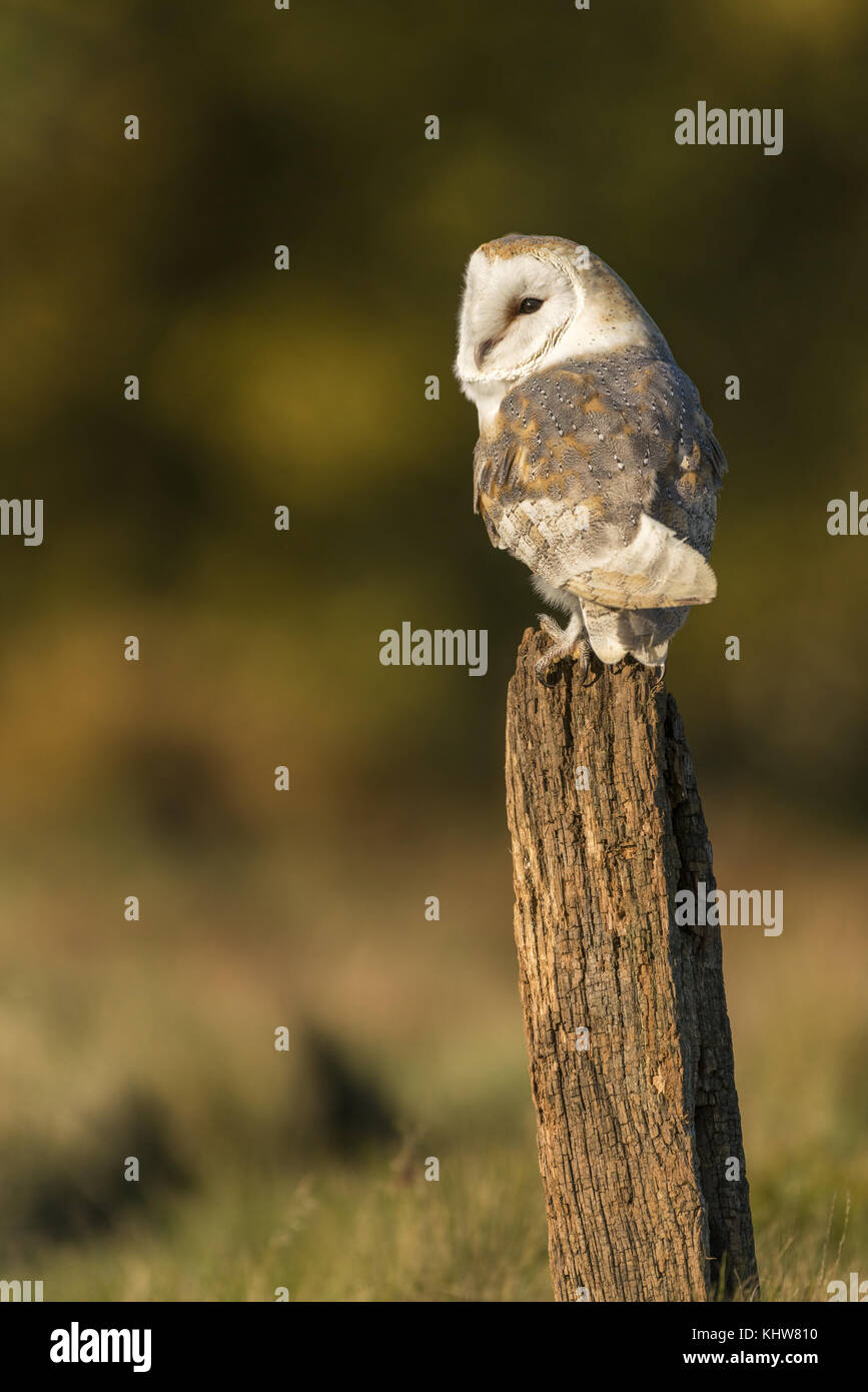 Barbagianni,Tyto alba, appollaiato su un vecchio palo da recinzione in tardo autunnali, luce di fondo diffuso Foto Stock