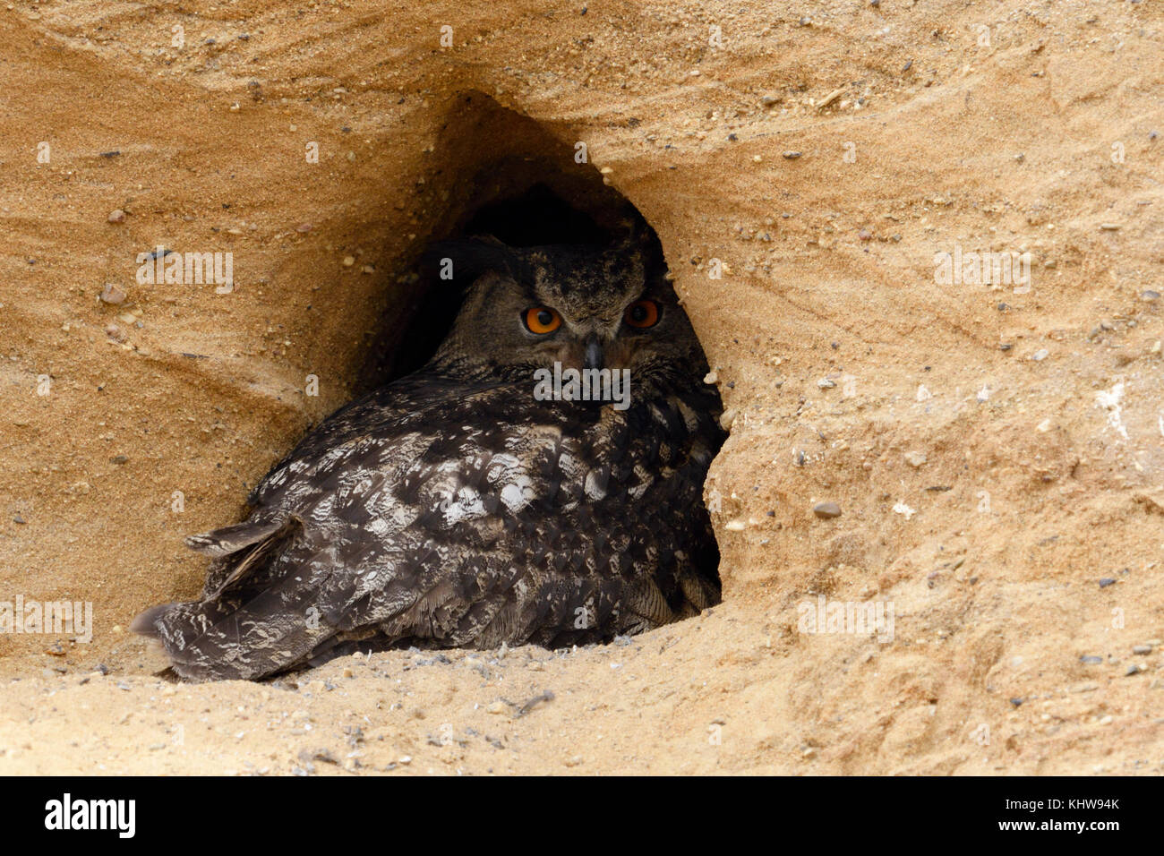 Gufo Eurasiatico / Europaeischer Uhu ( Bubo bubo ), adulto, riposante all'ingresso del suo sito di nidificazione in una fossa di sabbia, fauna selvatica, Europa. Foto Stock