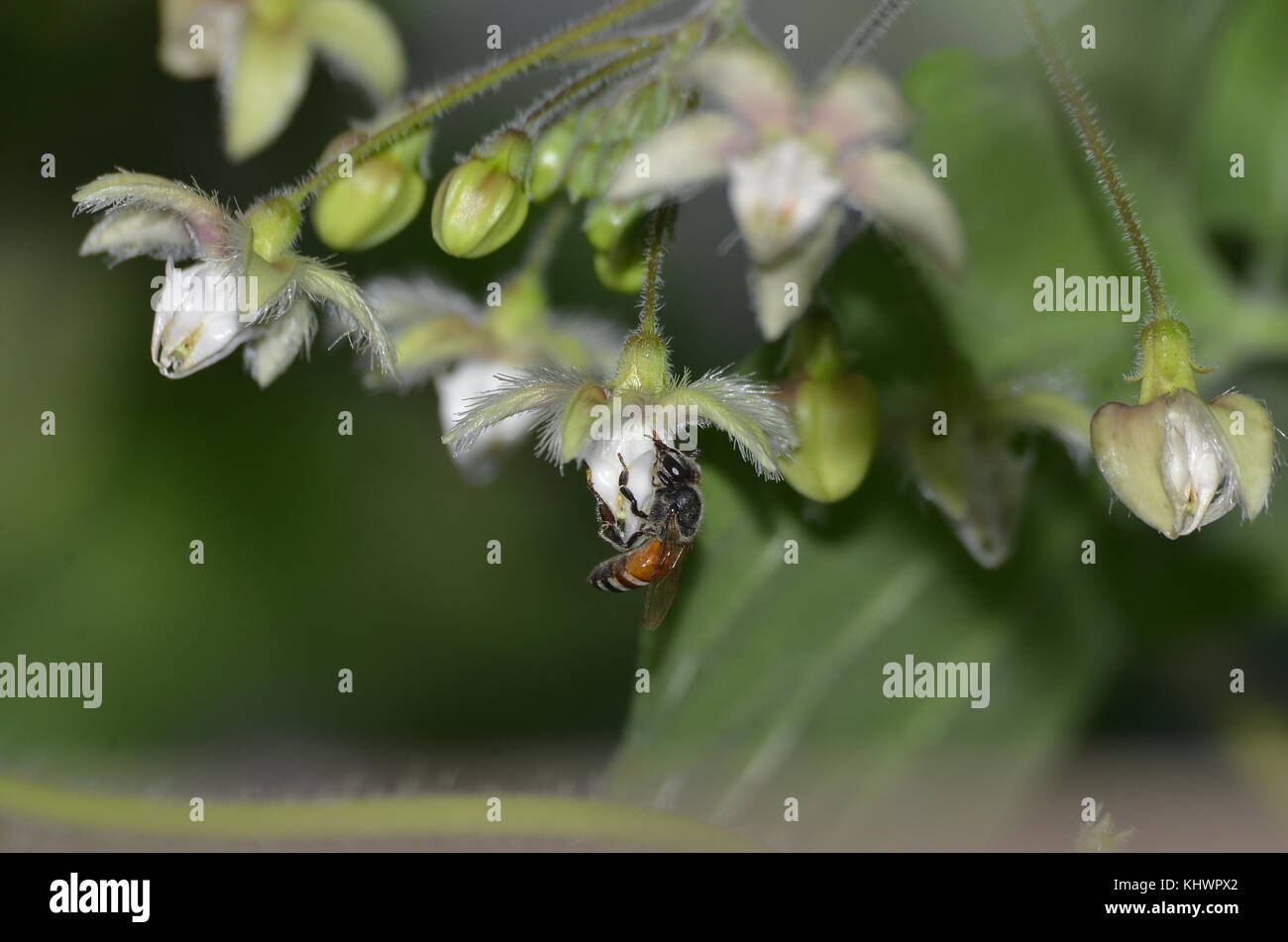 Un'ape succhiare miele da un fiore. Foto Stock