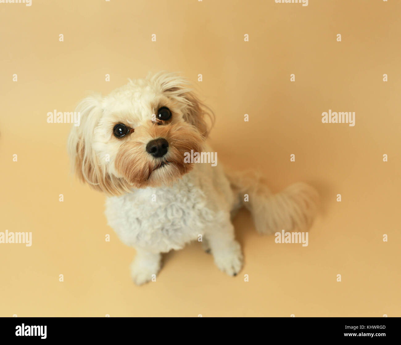 Cucciolo Cavapoo ritratto in studio Foto Stock