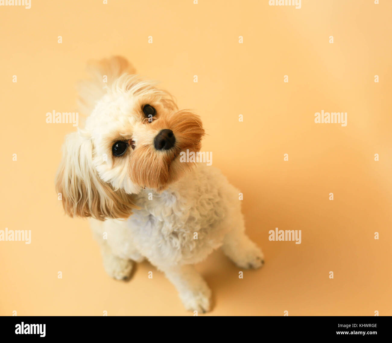 Cucciolo Cavapoo ritratto in studio Foto Stock