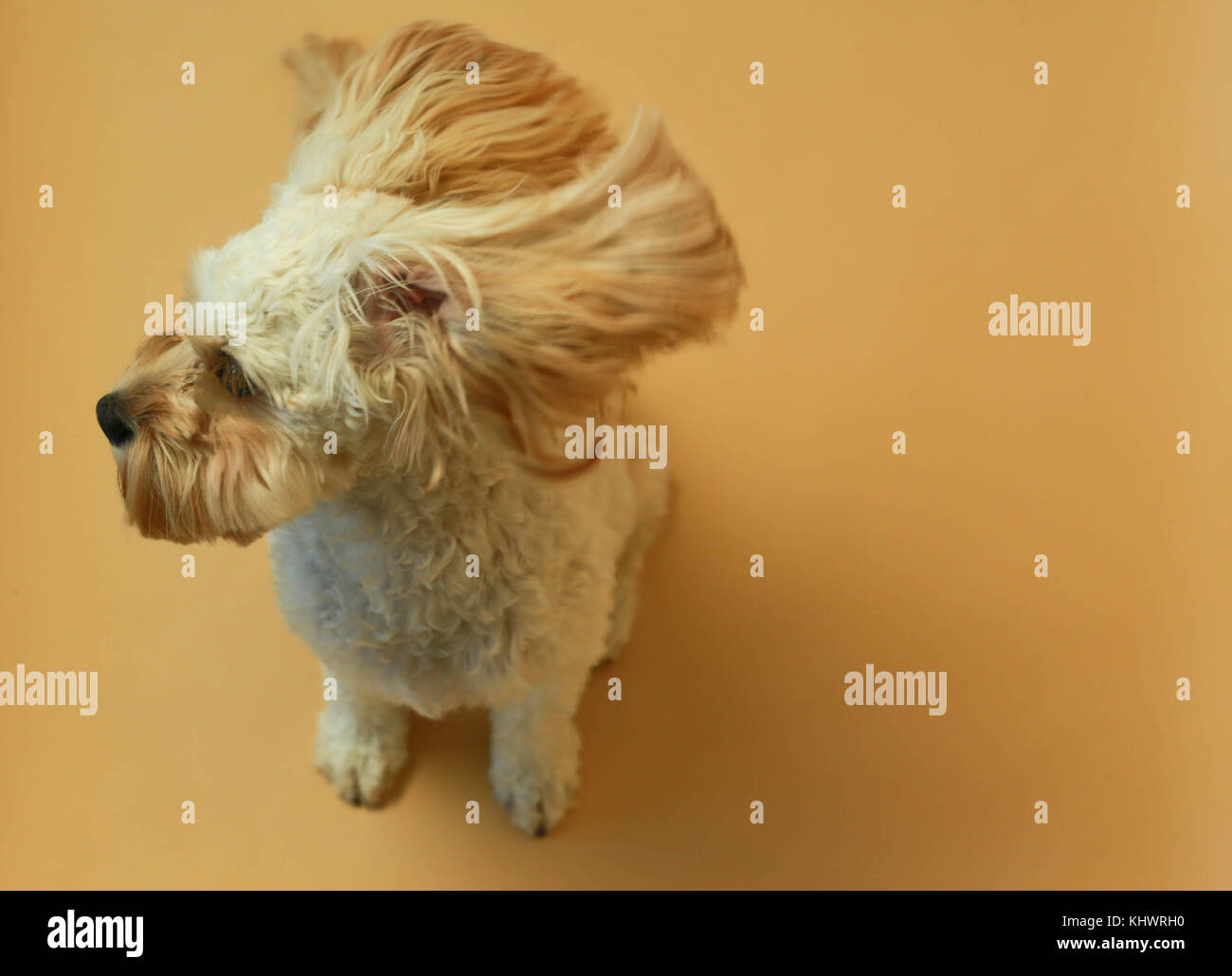 Puppy in studio con grandi orecchie Foto Stock