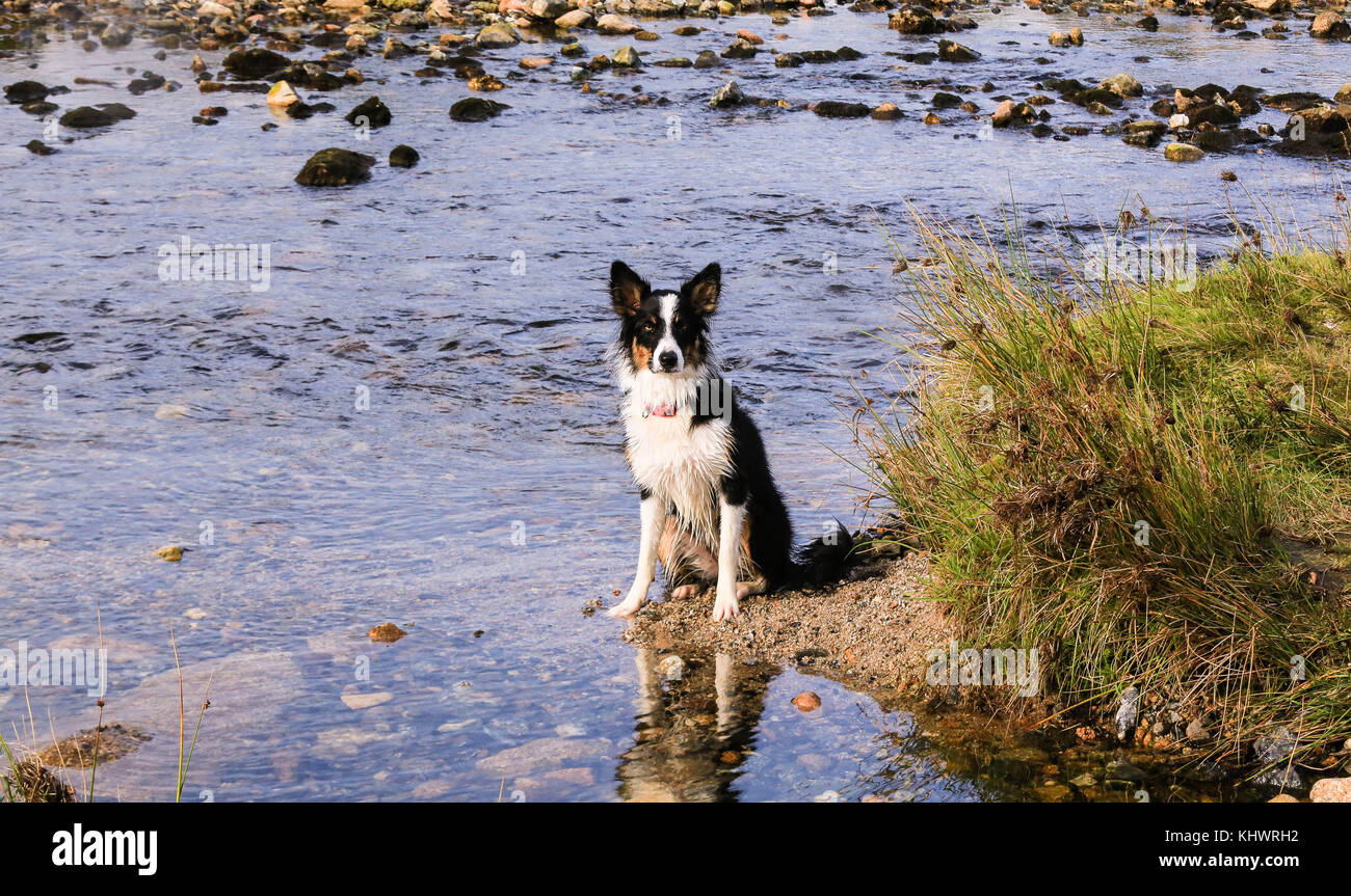 Border Collie cane giocando nel fiume sulla brughiera Foto Stock