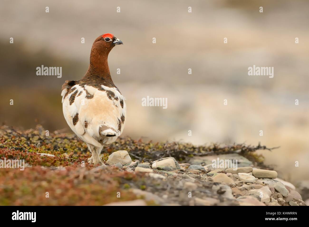 Willow Ptarmigan nella tundra norvegese. Foto Stock