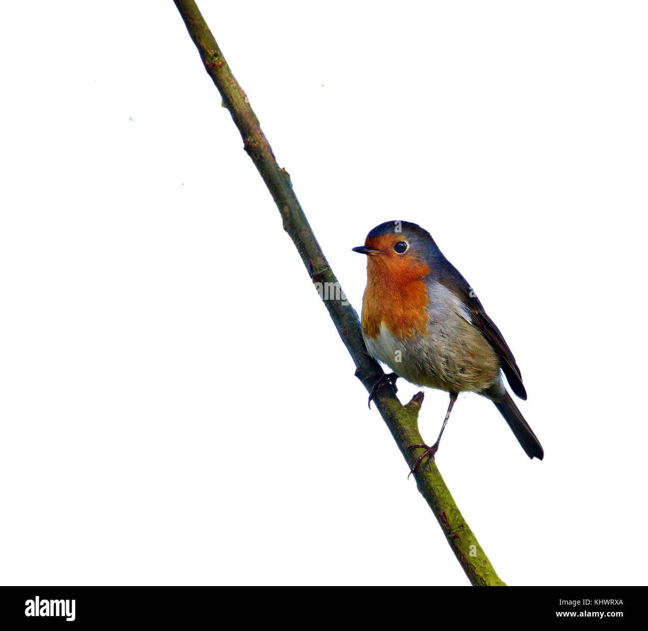 Robin appollaiato su un ramo diagonale, isolato su sfondo bianco Foto Stock