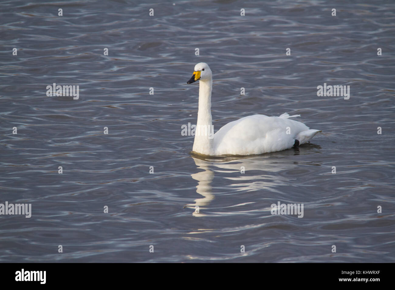 Adulto whooper swan (cygnus cygnus) nuoto su una piscina in autunno dopo la migrazione verso il Regno Unito. Foto Stock