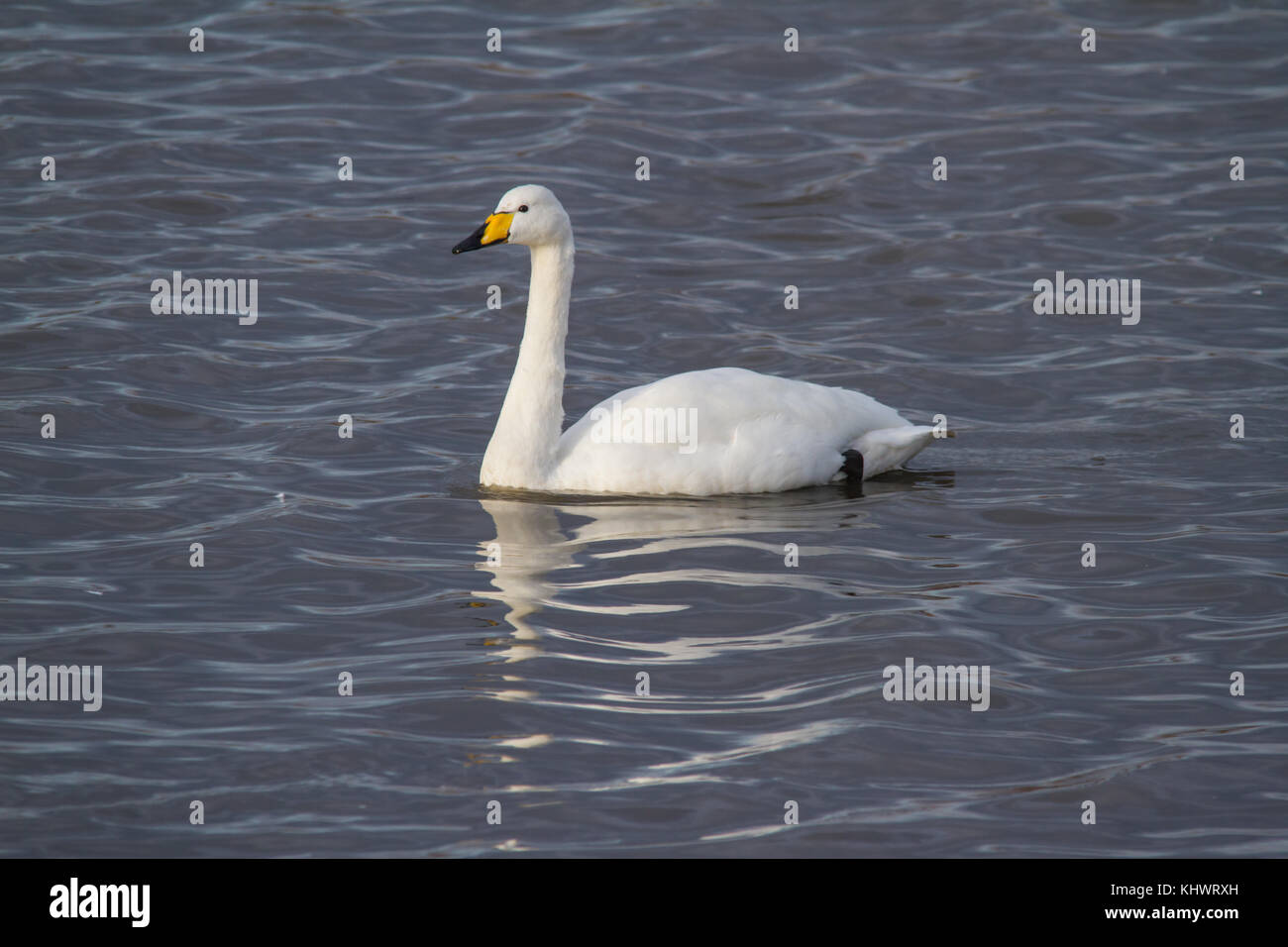 Adulto whooper swan (cygnus cygnus) nuoto su una piscina in autunno dopo la migrazione verso il Regno Unito. Foto Stock
