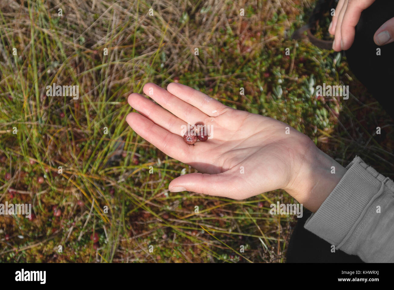 Ragazza con mirtilli rossi freschi nel palmo della mano nella foresta con blossom heather in background Foto Stock