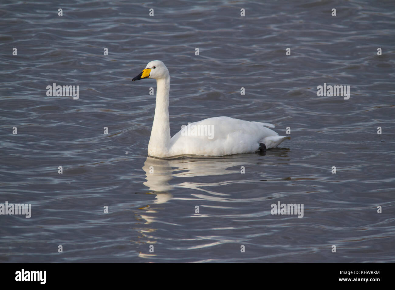 Adulto whooper swan (cygnus cygnus) nuoto su una piscina in autunno dopo la migrazione verso il Regno Unito. Foto Stock