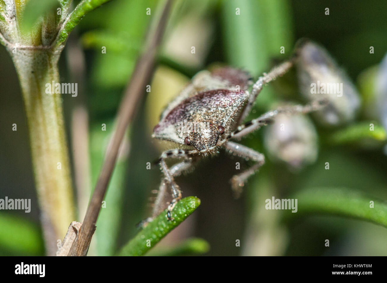 Vista ravvicinata di un pruno selvatico bug (Dolycoris baccarum) Foto Stock