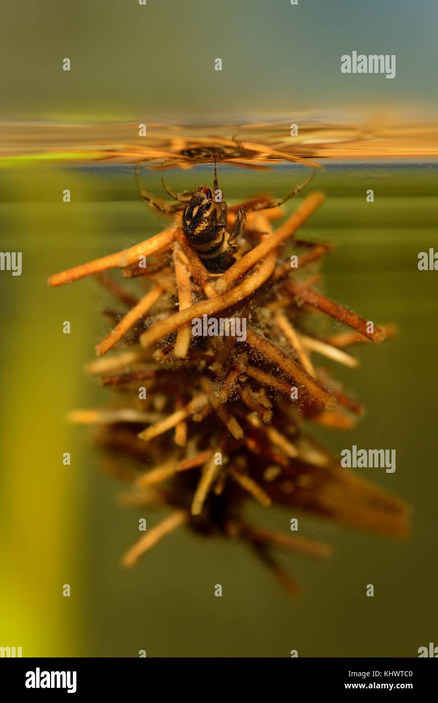 Le larve Caddisflie sotto l'acqua Foto Stock