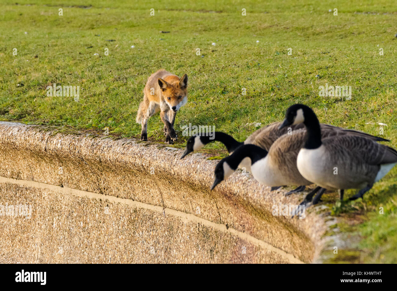 La fauna selvatica a Walthamstow zone umide, London, England, Regno Unito, Gran Bretagna Foto Stock