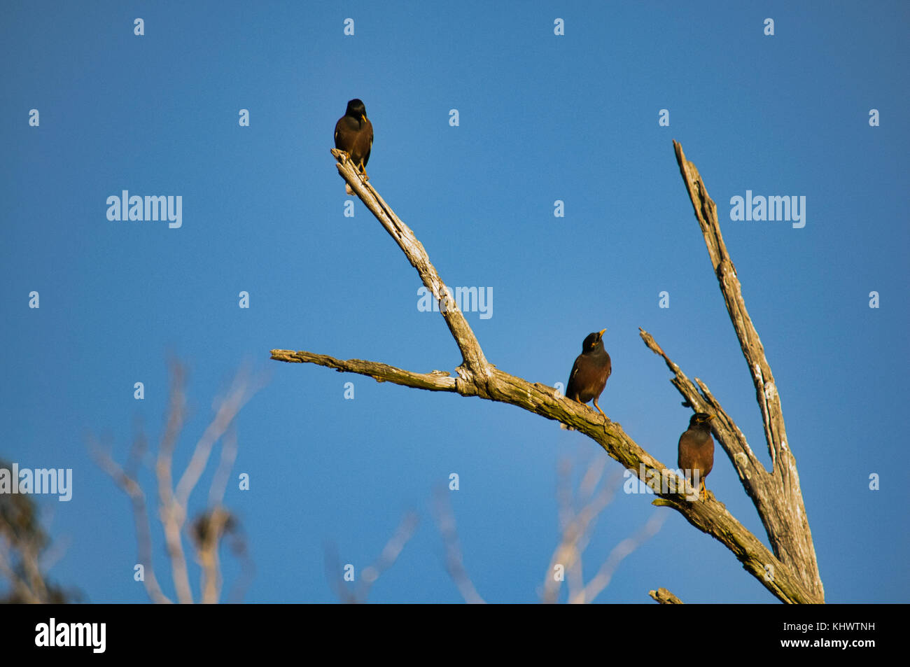 Tre mynas indiano appollaiato un ramo di un albero morto nel pomeriggio. Foto Stock