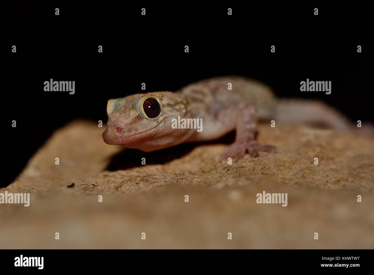 Mediterranean house gecko (Hemidactylus turcicus) nella pietra di notte in Croazia. Foto Stock