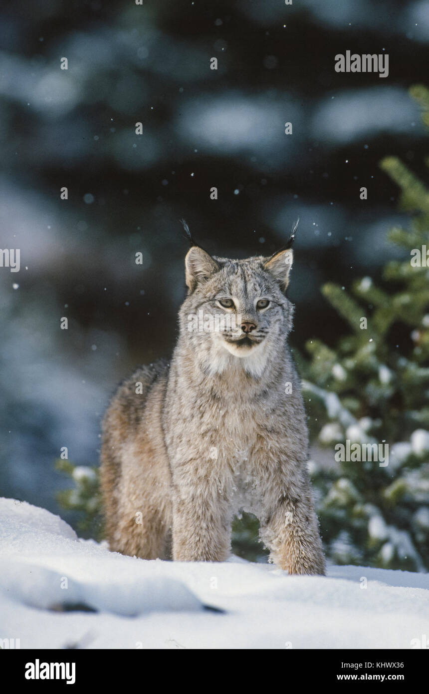 Lynx nordamericana durante l'inverno Foto Stock