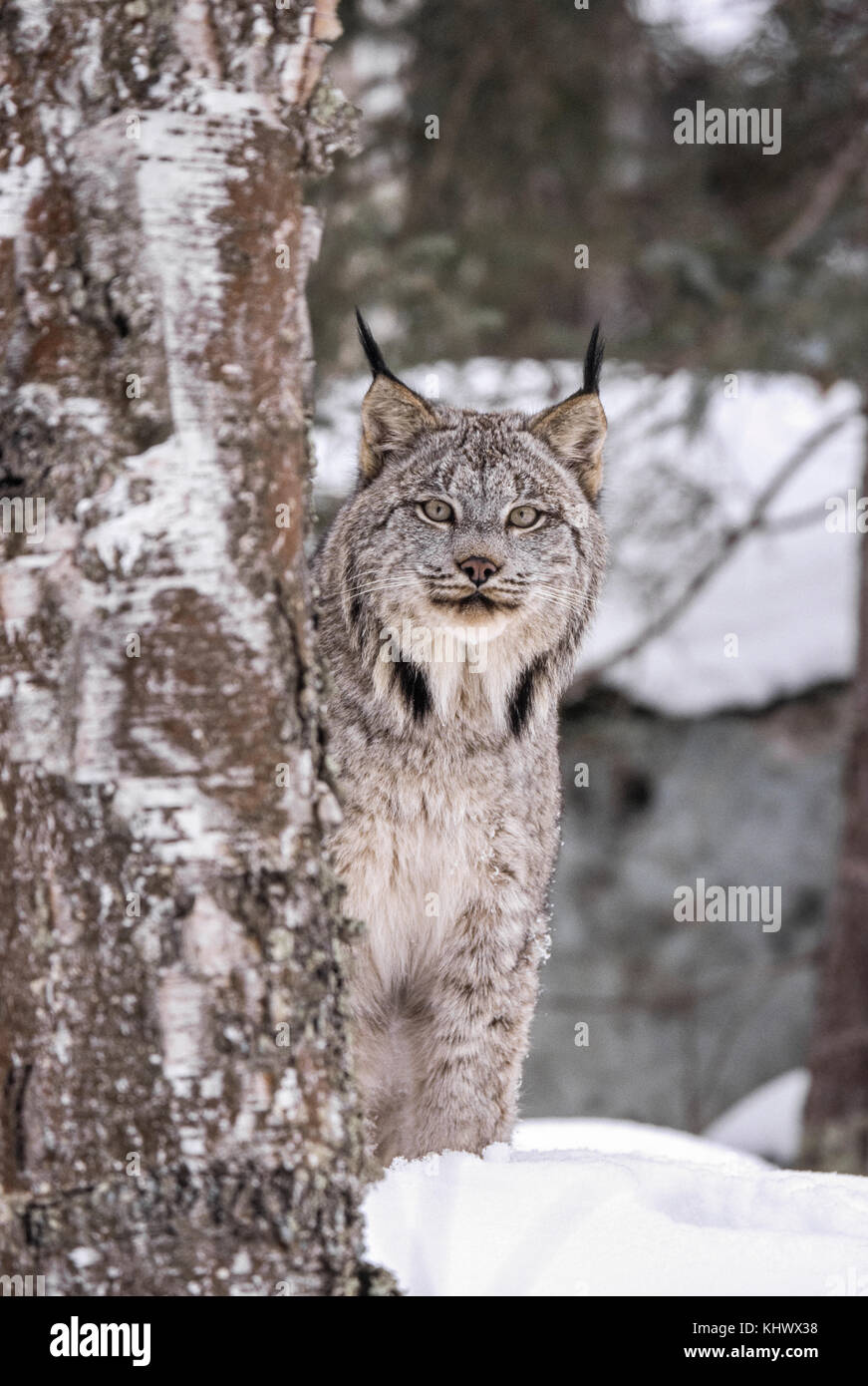 Lynx nordamericana durante l'inverno Foto Stock