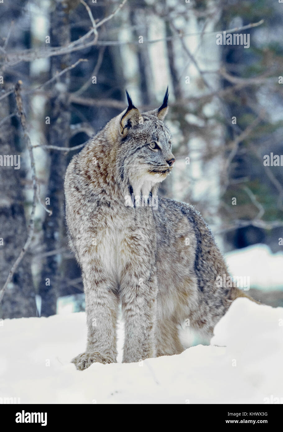 Lynx nordamericana durante l'inverno Foto Stock