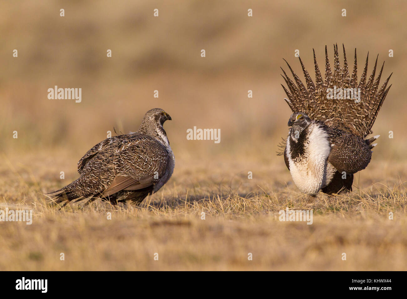 Sage Grouse Foto Stock