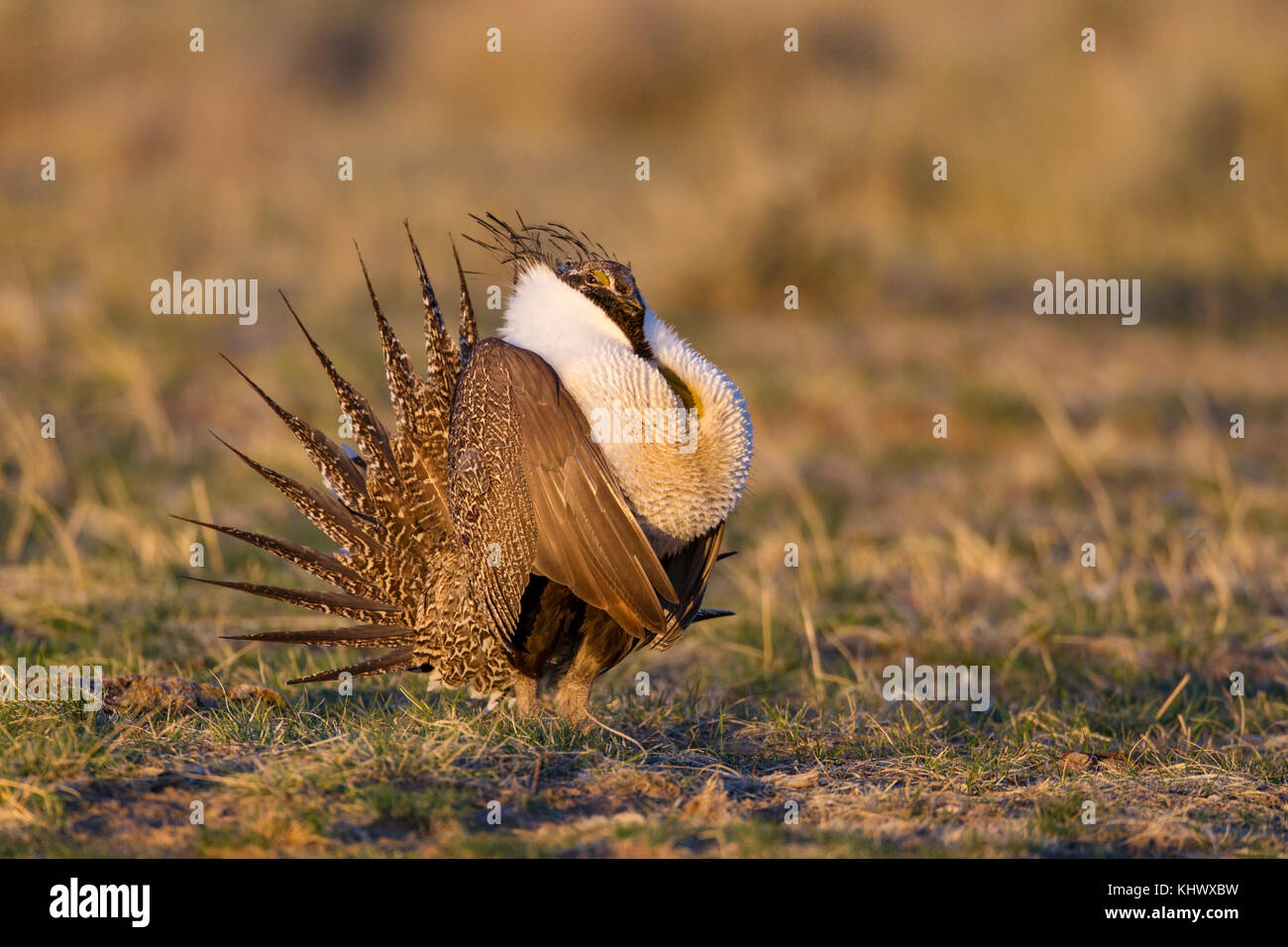 Sage Grouse Foto Stock