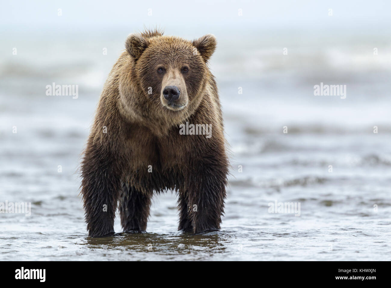 Alaskan orso bruno Foto Stock