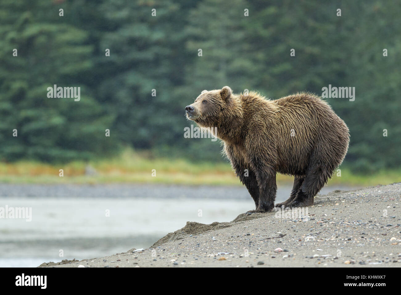 Alaskan orso bruno Foto Stock