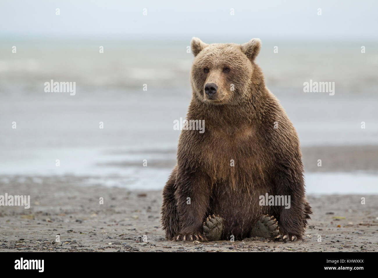 Alaskan orso bruno Foto Stock