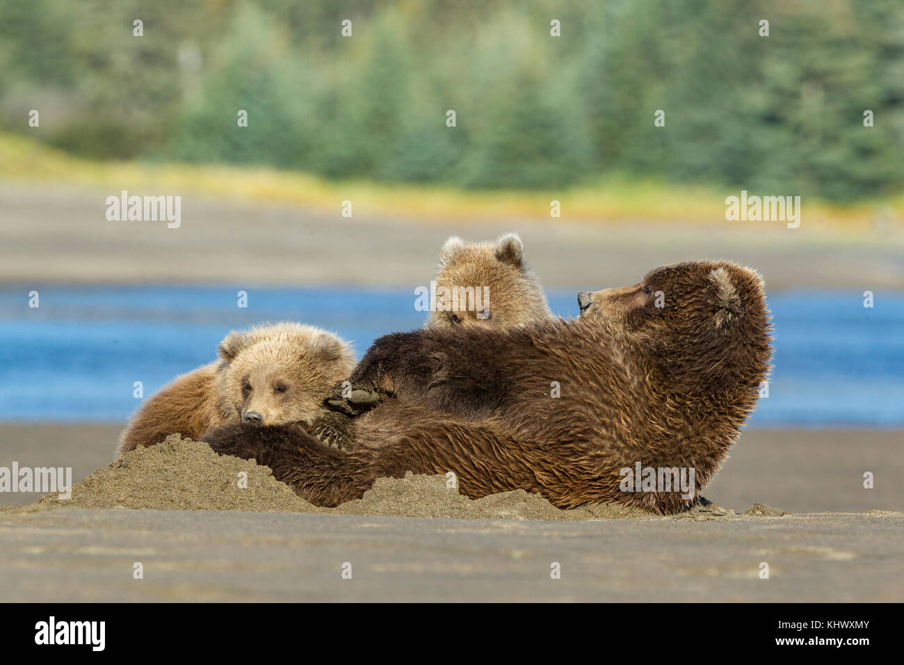 Alaskan orso bruno madre cuccioli di infermieristica Foto Stock