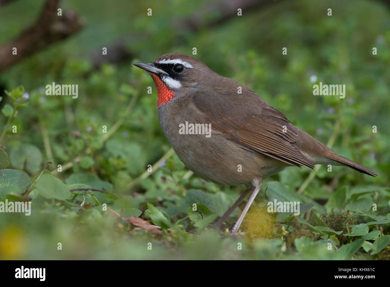 Siberian rubythroat ( luscinia calliope ), uccello maschio, estremamente raro ospite inverno in Europa occidentale, il primo record nei Paesi Bassi, la fauna selvatica, l'Europa. Foto Stock