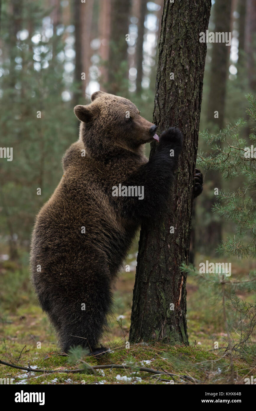Orso marrone eurasiatico ( Ursus arctos ), cucciolo giovane giocoso, in piedi sulle gambe posteriori, leccando ad un albero, sembra carino e divertente, Europa. Foto Stock
