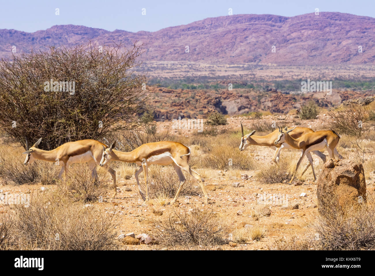 Due femmina springbok con loro sub adulto prole in Augrabies Falls National Park in Sud Africa. Foto Stock