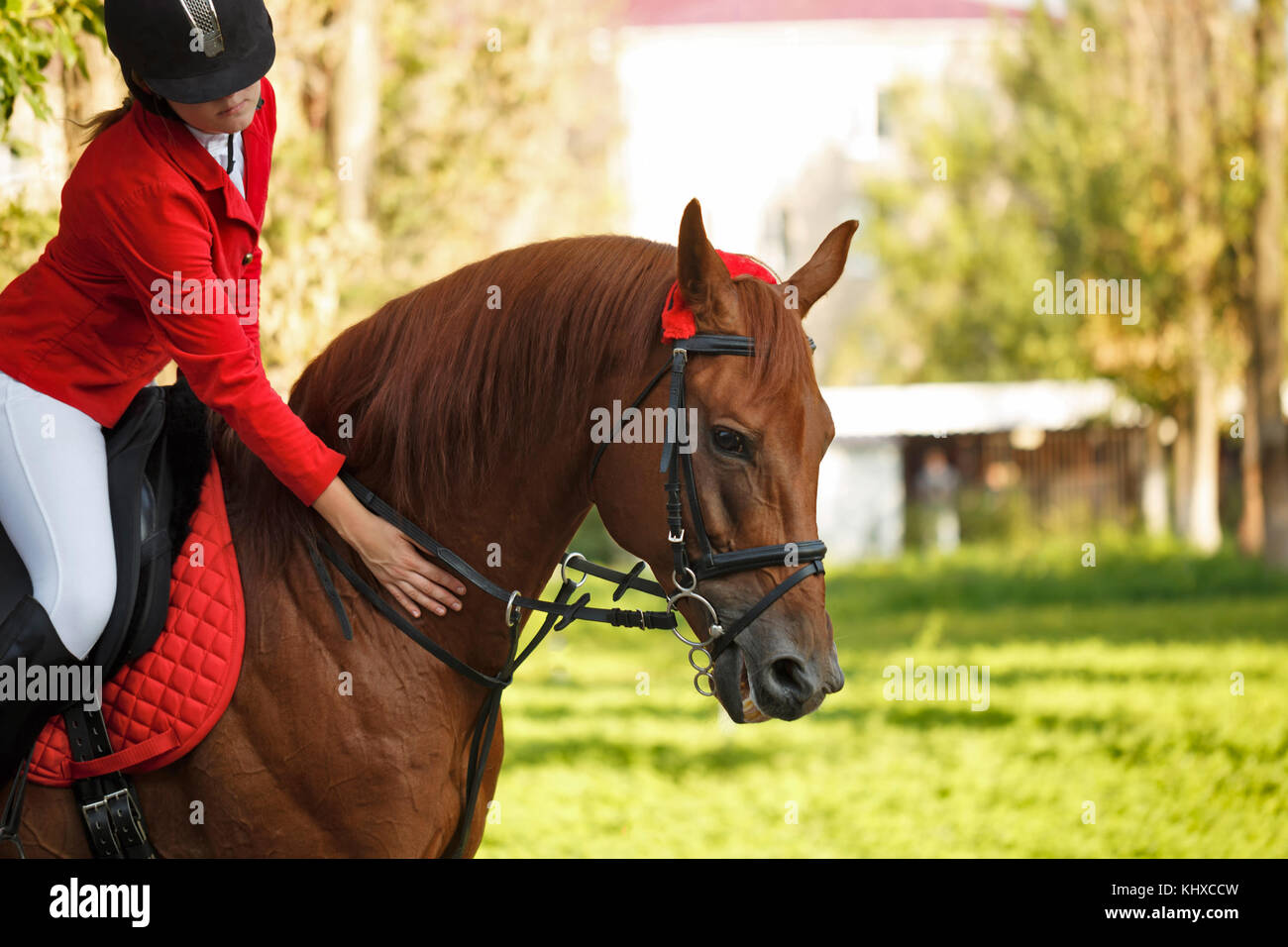 Ragazza jockey accarezzare un cavallo il collo all'esterno. un pedigree cavallo per lo sport equestre. Foto Stock