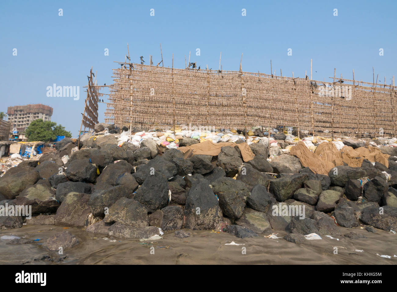Migliaia di piccoli pesci appassimento sui graticci al sole in spiaggia versova, Mumbai Foto Stock