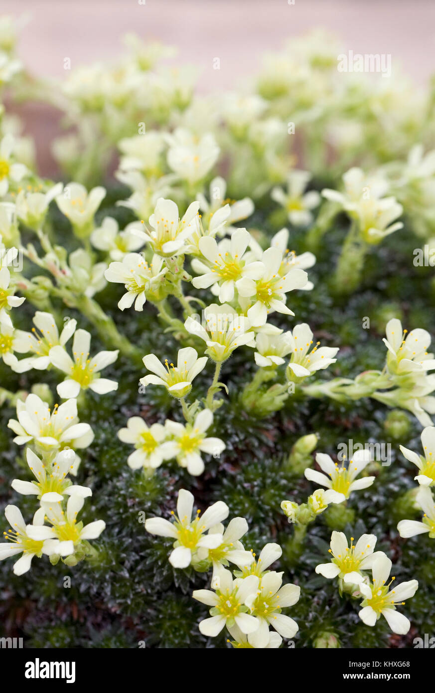 Saxifraga 'spartakus' fiori che crescono in un ambiente protetto. Foto Stock