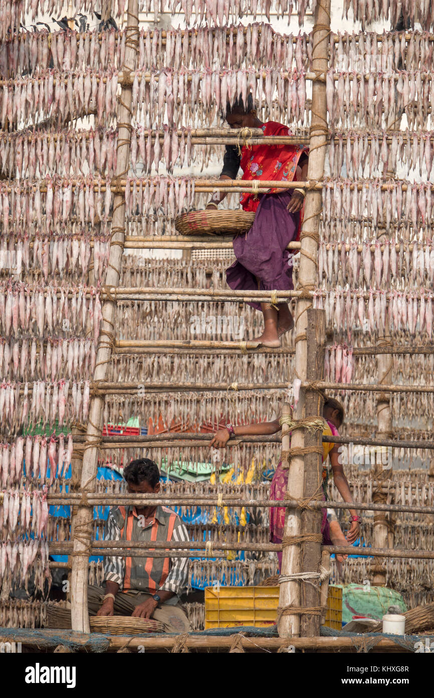 Lavoratori pesci appesi ad asciugare al sole in spiaggia versova, Mumbai Foto Stock