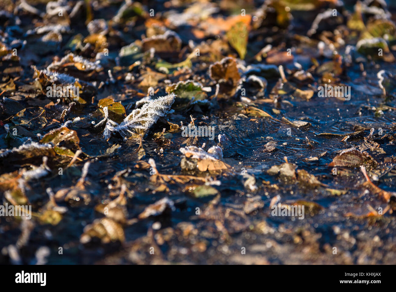 Messa a fuoco poco profondi sul suolo ghiacciato con coperto di brina e una foglia di ghiaccio. Foto Stock