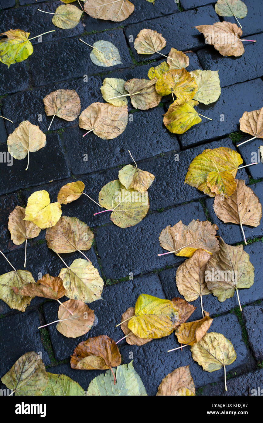 Lime Tree foglie su un pavimento bagnato in autunno, REGNO UNITO Foto Stock