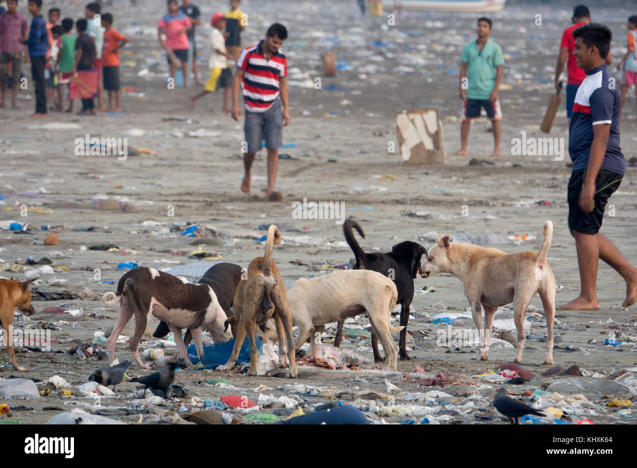 Pack di cani randagi lavaggio attraverso rifiuti su versova beach, Mumbai, India Foto Stock