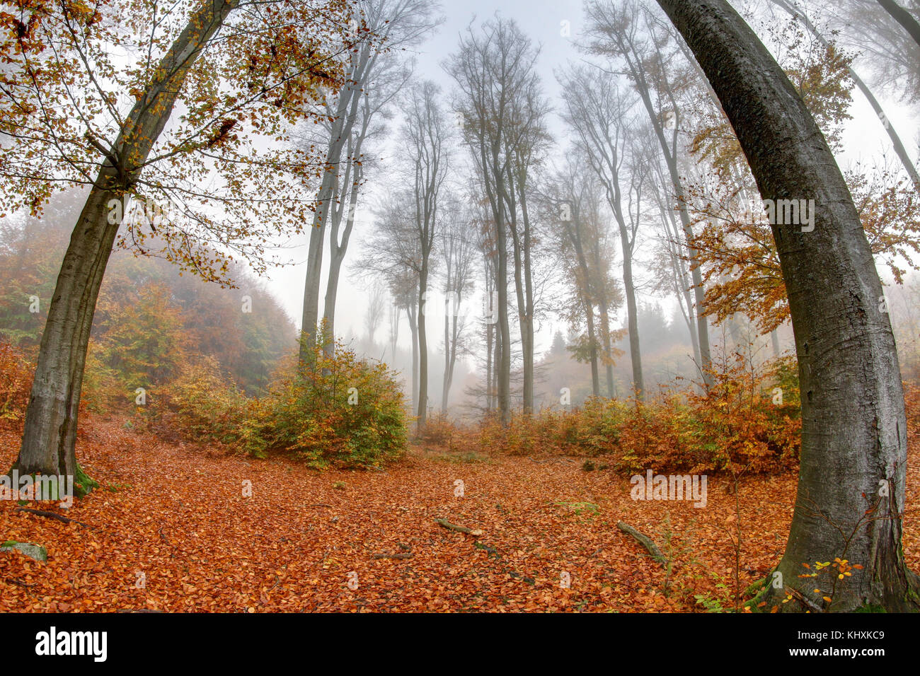 Misty femminizzati haze in un legno di faggio in autunno Foto Stock