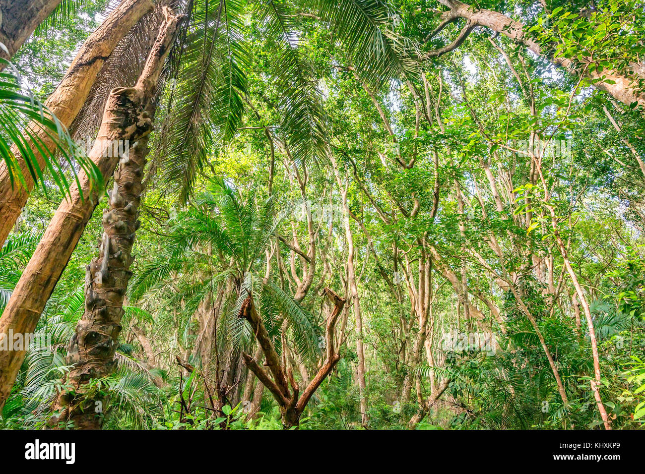 Vista panoramica della giungla di palme Foto Stock