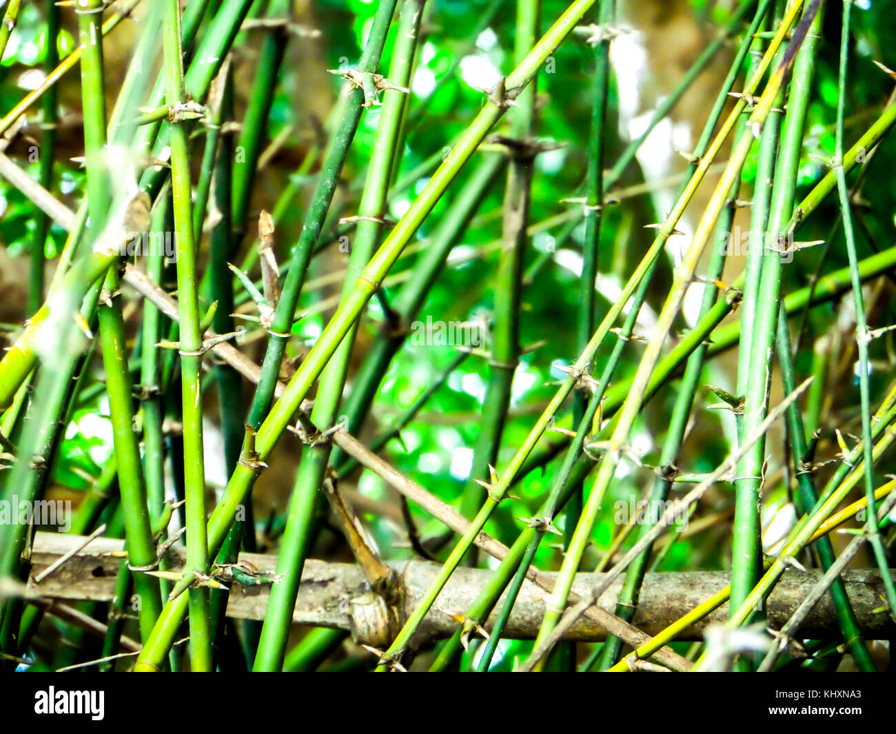 Spine dorsali e spine, e in generale strutture spinose sono duri, Prolunghe rigide di foglie, radici Foto Stock