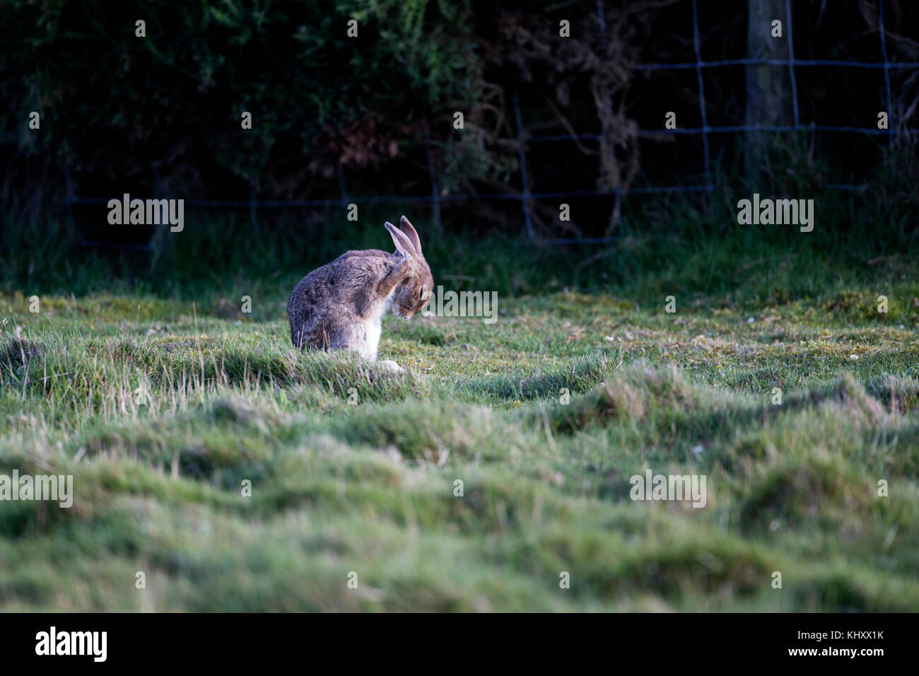 Coniglio selvatico oryctolagus cuniculus lavaggio stesso dietro le orecchie con una zampa Foto Stock