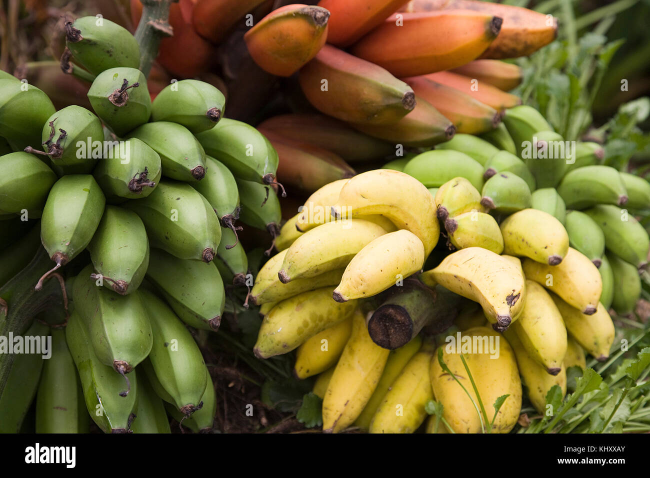 Le banane per la cottura, close-up, Birayi Bujumbura Burundi, Africa Foto Stock