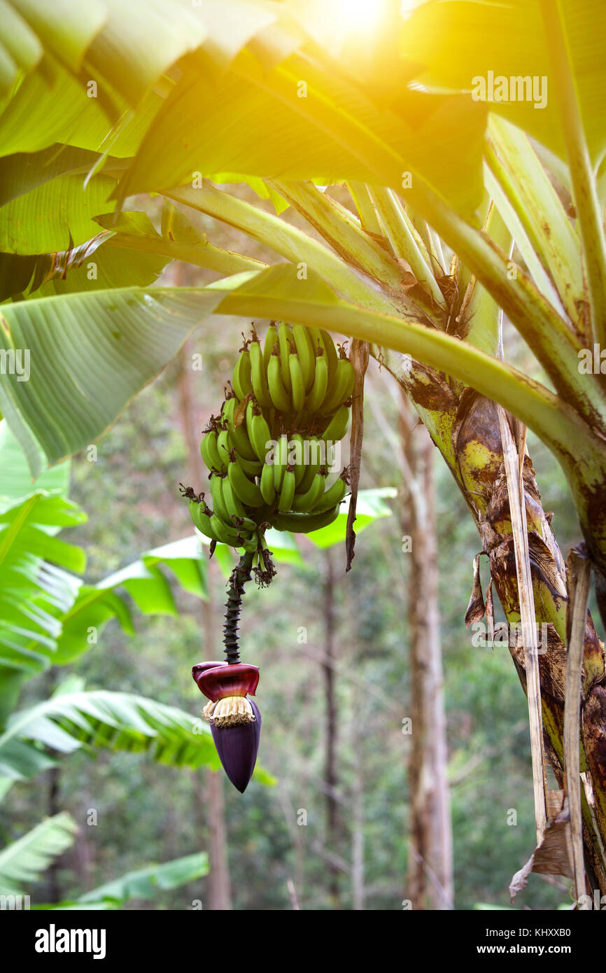 Banana palm con i frutti e le sementi, Birayi Bujumbura Burundi, Africa Foto Stock